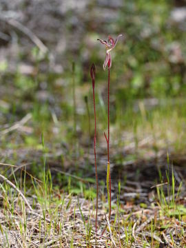 Caladenia cairnsiana Caladenia cairnsiana