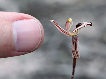 Caladenia cairnsiana Caladenia cairnsiana