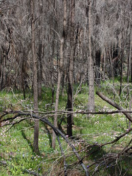 Caladenia cairnsiana Caladenia cairnsiana