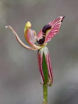 Caladenia cairnsiana Caladenia cairnsiana