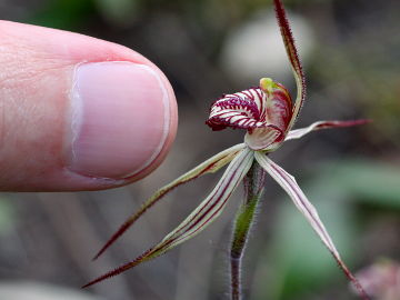 Caladenia cairnsiana × Caladenia polychroma