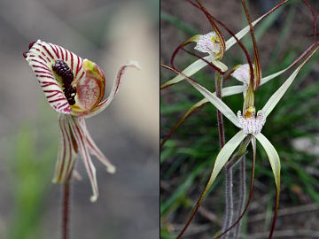 Caladenia cairnsiana × Caladenia polychroma