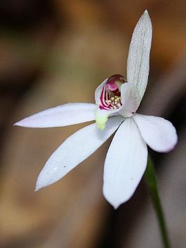 Caladenia carnea