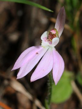 Caladenia carnea