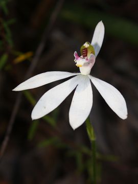 Caladenia carnea × Caladenia catenata