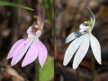 Caladenia carnea × Caladenia catenata