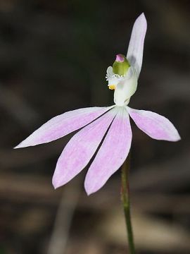 Caladenia catenata