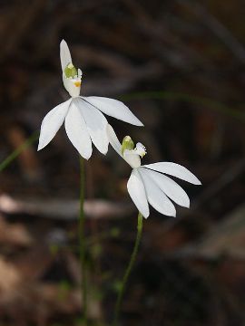 Caladenia catenata