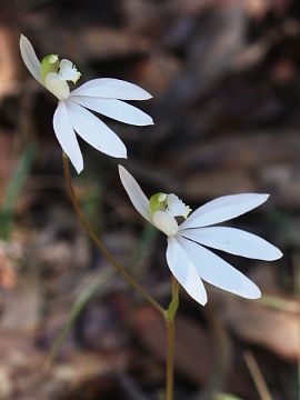 Caladenia catenata