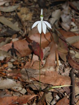 Caladenia catenata