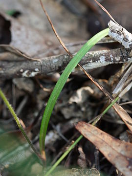 Caladenia catenata