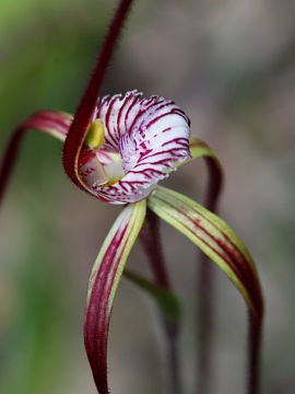 Caladenia chapmanii