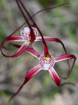 Caladenia chapmanii