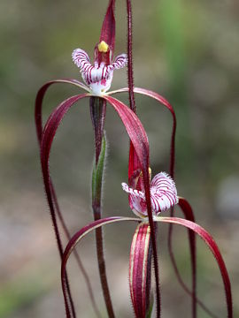 Caladenia chapmanii