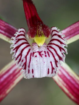 Caladenia chapmanii