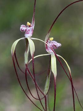 Caladenia chapmanii