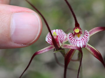 Caladenia chapmanii