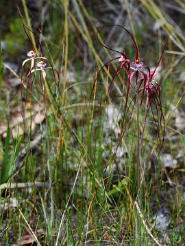 Caladenia chapmanii