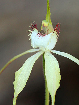 Caladenia citrina