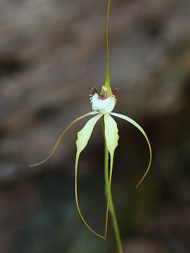 Caladenia citrina