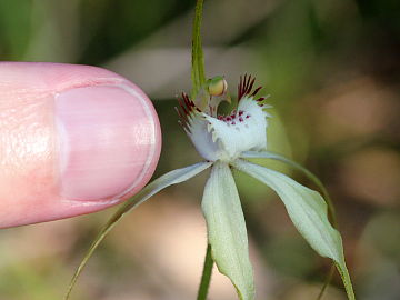 Caladenia citrina