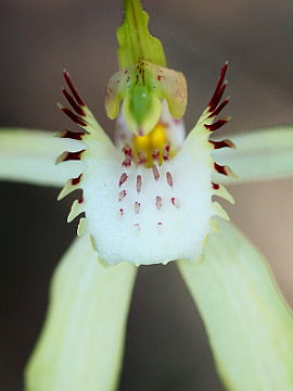 Caladenia citrina