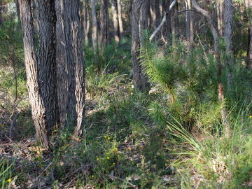 Caladenia citrina