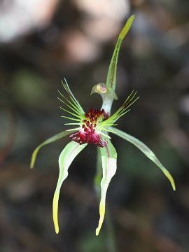 Caladenia corynephora