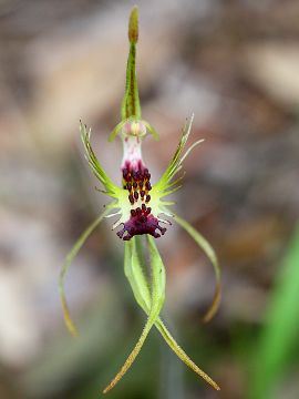 Caladenia corynephora Caladenia corynephora