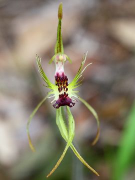 Caladenia corynephora