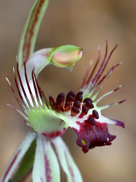 Caladenia corynephora Caladenia corynephora