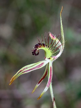Caladenia corynephora Caladenia corynephora
