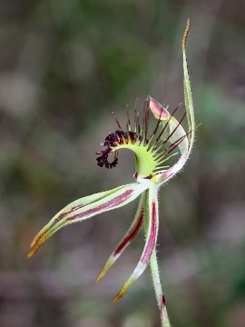 Caladenia corynephora