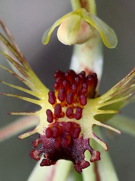 Caladenia corynephora