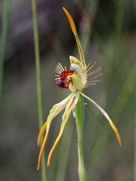 Caladenia corynephora