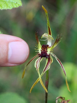 Caladenia corynephora