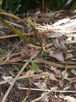 Caladenia corynephora