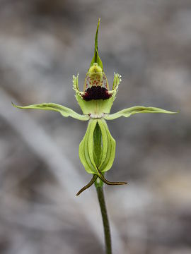 Caladenia crebra Caladenia crebra