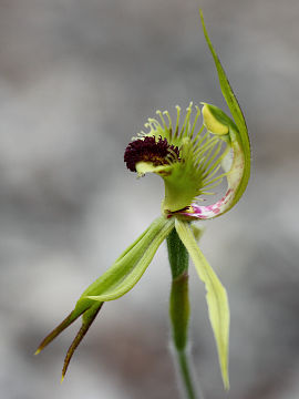 Caladenia crebra Caladenia crebra