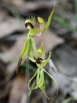 Caladenia crebra Caladenia crebra