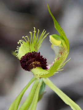 Caladenia crebra Caladenia crebra