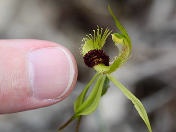 Caladenia crebra Caladenia crebra