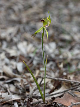 Caladenia crebra Caladenia crebra
