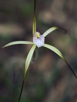 Caladenia denticulata