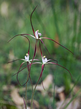 Caladenia denticulata