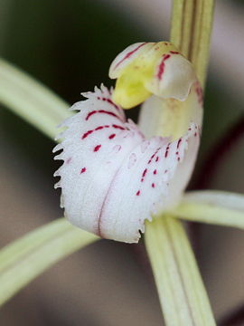 Caladenia denticulata