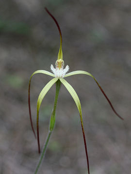 Caladenia denticulata