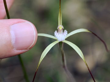 Caladenia denticulata