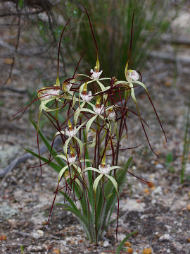 Caladenia denticulata