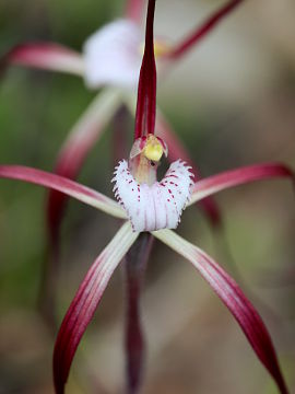 Caladenia denticulata